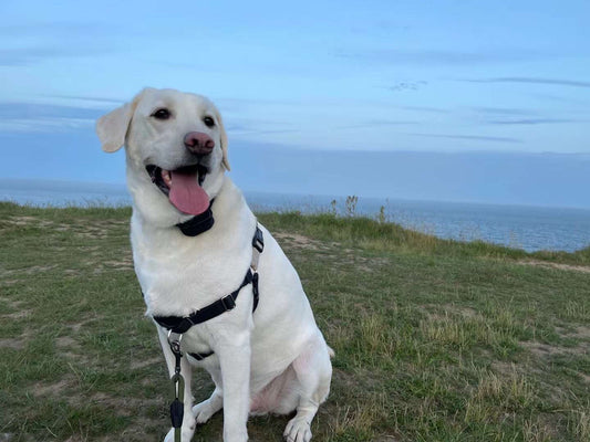 Understanding Genetic Predispositions to Oral Diseases in Dogs: A Guide for Pet Owners