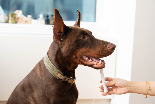 Avoiding a $2,000 Surgery: Josieโs Second Chance with Dr. Milou