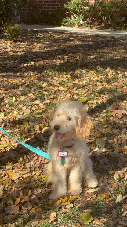Super Cute Cat / Dog Fur Collector