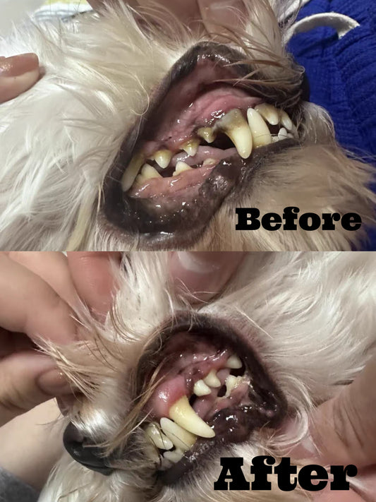Dr. Milou Ultrasonic Home Pet Oral Care Set (100% Money Back Guarantee)