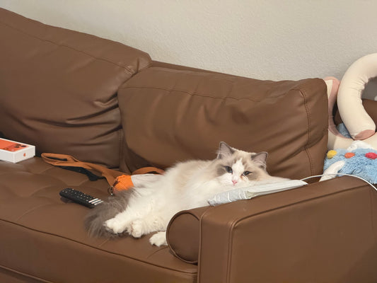 Super Cute Cat / Dog Fur Collector